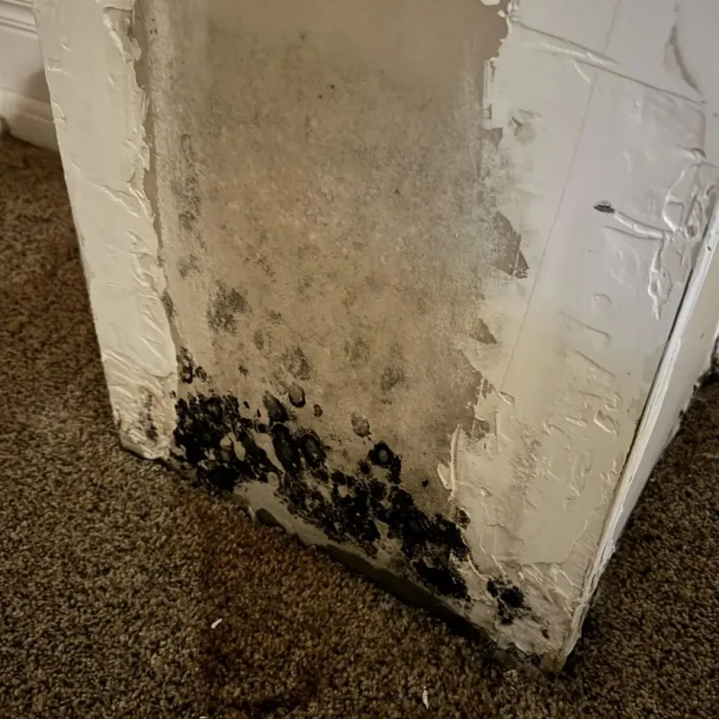 Professional Mold Removal in Canyon Lake, TX